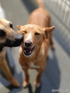 PEROLA    Podengo-Herz sucht grosses Glück Bild 5