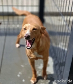 PEROLA    Podengo-Herz sucht grosses Glück Bild 4