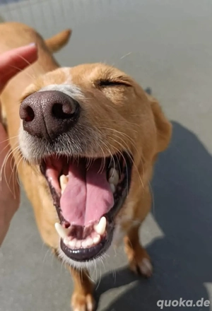 PEROLA    Podengo-Herz sucht grosses Glück Bild 10