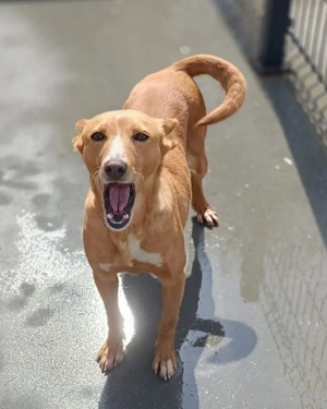 PEROLA    Podengo-Herz sucht grosses Glück Bild 7