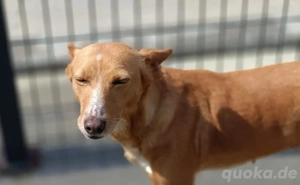 PEROLA    Podengo-Herz sucht grosses Glück Bild 3