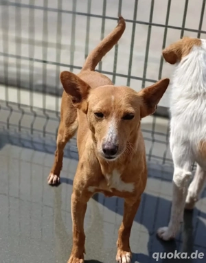 PEROLA    Podengo-Herz sucht grosses Glück Bild 9