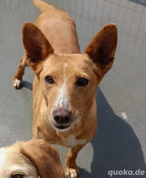 PEROLA    Podengo-Herz sucht grosses Glück Bild 8