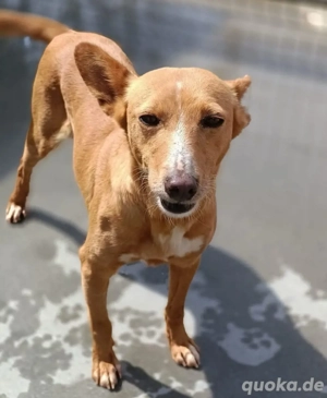 PEROLA    Podengo-Herz sucht grosses Glück Bild 6