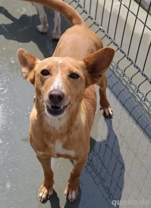 PEROLA    Podengo-Herz sucht grosses Glück Bild 2