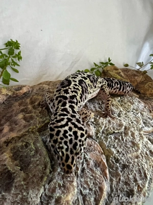 Leopardgecko Mack Snow Männchen  Bild 3