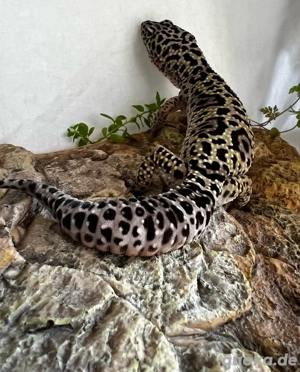 Leopardgecko Mack Snow Männchen  Bild 2