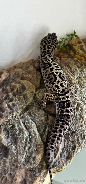Leopardgecko Mack Snow Männchen  Bild 4