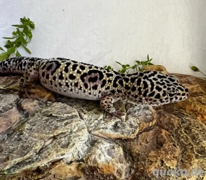 Leopardgecko Mack Snow Männchen 