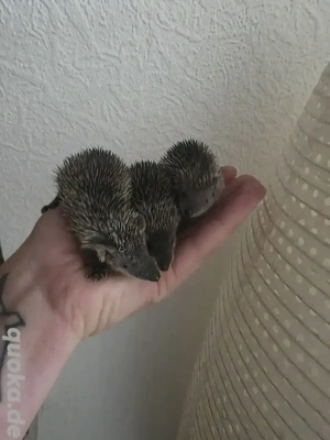 Kleine Igeltanrek Babys