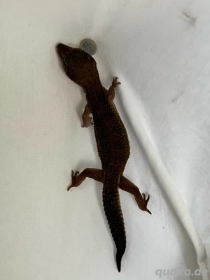 leopard gecko Black night weibchen