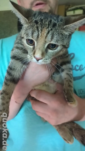 Diese süßen kleinen suchen ein liebevolles Zuhause 