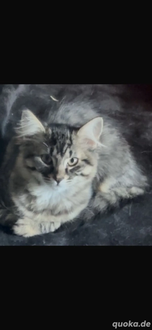 6 Katzenbaby's   Kitten Mix 