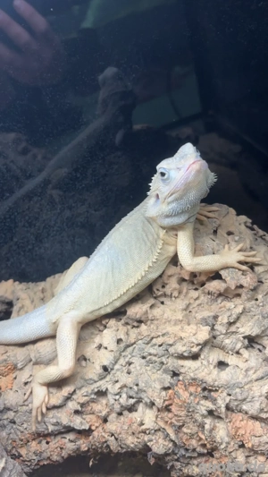 Bartagame Zero Leatherback