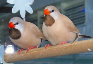 Gouds-Spitzschwanz- Wellensittiche und Zebrafinken zu verkaufen.