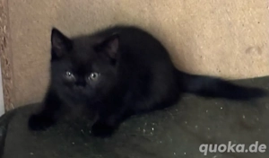 British Kurzhaar Kitten BKH