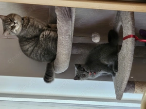 Britisch Deckkater Bild 6