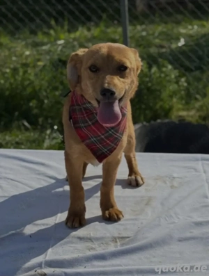 Pflegestellen gesucht 