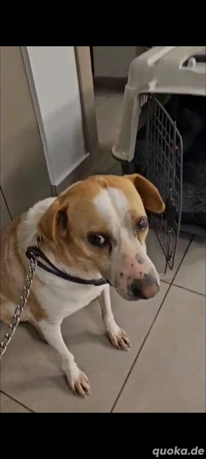 sensible Susi sucht ein zu Hause 