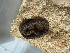 Hakennassennatter Heterodon Nasicus 