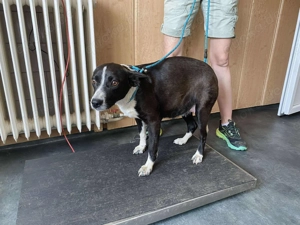 Collie, z. Zt. in Ungarn, noch zurückhaltend aber verspielt