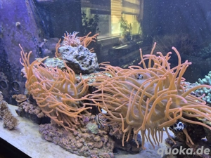 Sunburst Anemone Meerwasser Bild 2