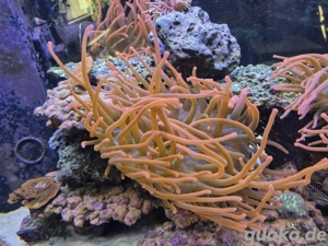 Sunburst Anemone Meerwasser Bild 4