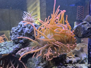 Sunburst Anemone Meerwasser Bild 3