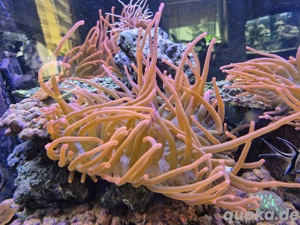 Sunburst Anemone Meerwasser Bild 5