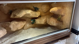 Hochwertiges Hoppe Terrarium   Maßanfertigung 130   80   80 cm