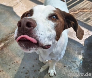 Camaron kräftiger freundlicher Rüde sucht endlich Familienanschluss