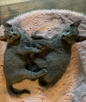 Russisch blau kitten 