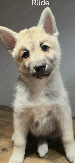 Pomsky Rüde in Creme