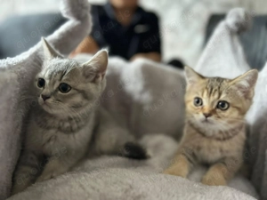 Kitten britisch kurzer