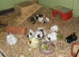 div. Meerschweinchen  Buben abzugeben