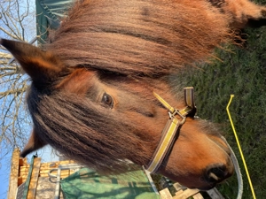 Biete Reitbeteiligung auf Isländer