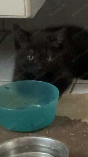 Bkh Dame und Bkh mix