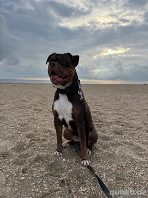 Deckrüde Boxer American Bully