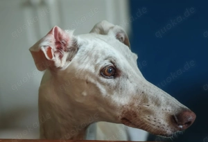 10 jähriger Galgo sucht Neuanfang nach Tod seiner Familie