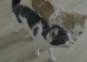 Zwei Katzen suchen ein neues Zuhause