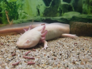 Aquarium mit Axelotel 