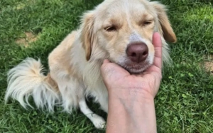 Blondschopf Sammie sucht seine Familie