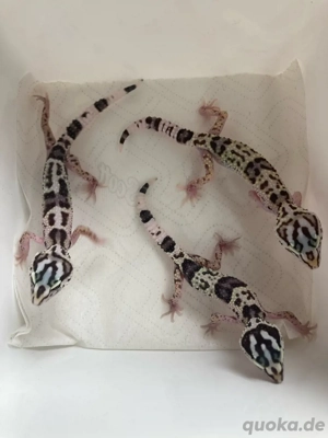 Eubelpharis angramainyu Kermanshah CB 24