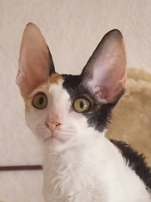 Cornish Rex Katze K-Wurf aus dem Zucht, Stammbaum 