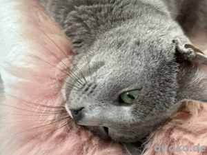 Wunderschöner Russisch Blau Deckkater mit Stammbaumgetestet