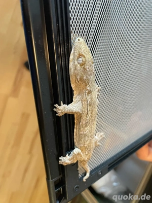  Neukaledonischer Riesengecko Pine Island 