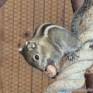 Baumstreifenhörnchen Hannover 
