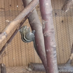 Baumstreifenhörnchen Hannover  Bild 3