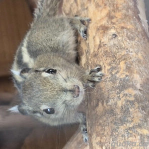 Baumstreifenhörnchen Hannover  Bild 2