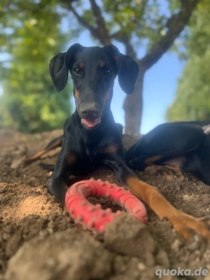 Zwei 6 Monate alte Dobies